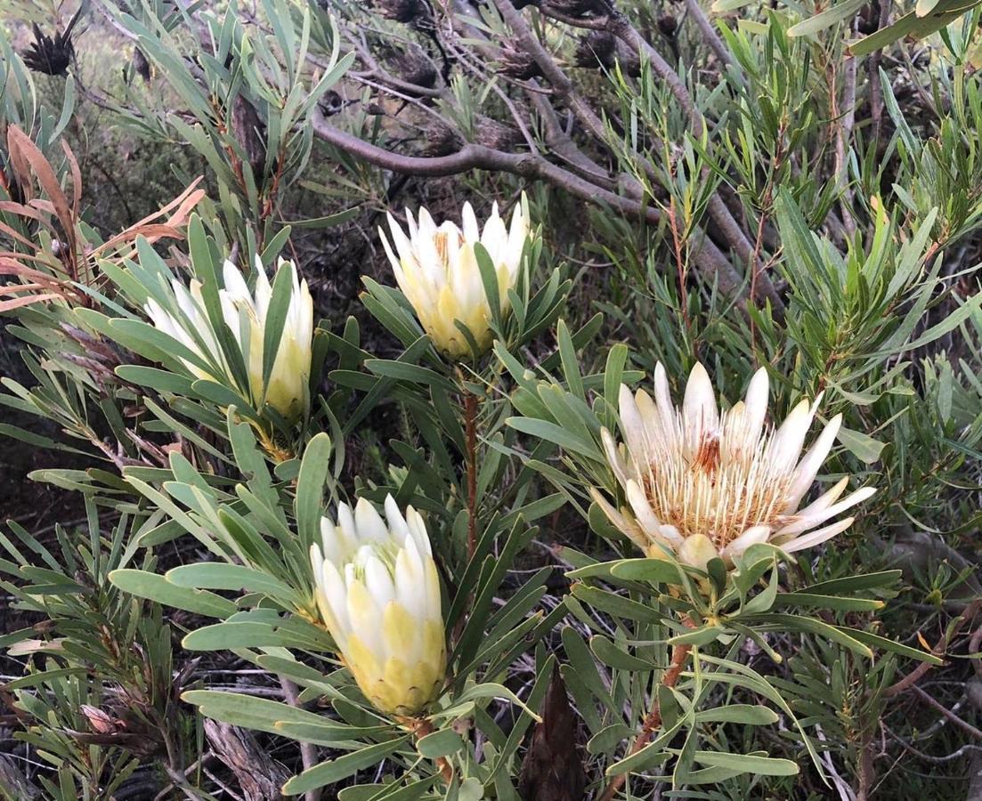 Welbedacht Game & Nature Reserve Tulbagh Eksteriør bilde