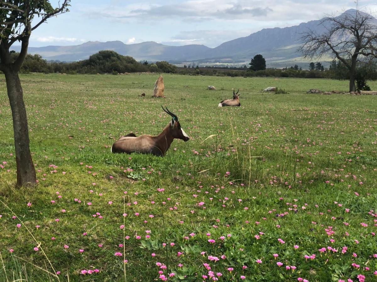 Welbedacht Game & Nature Reserve Tulbagh Eksteriør bilde